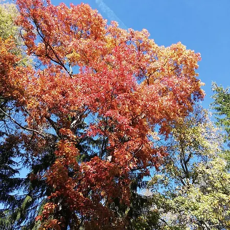 Gaestehaus Roessle 3* Rötenbach